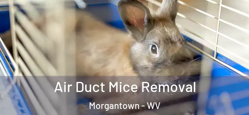  Air Duct Mice Removal Morgantown - WV